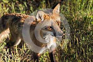 Red Fox Vixen (Vulpes vulpes) Closeup Looking Right