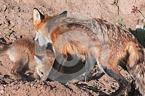 Red Fox Vixen (Vulpes vulpes) Grabs Kit photo