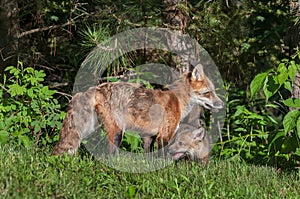 Red Fox Vixen (Vulpes vulpes) with Kit By Edge of Woods photo