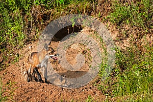 Red Fox Vixen (Vulpes vulpes) and Kit Near Den