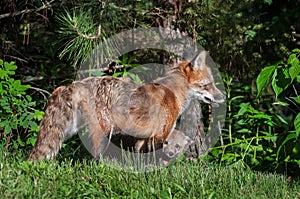 Red Fox Vixen (Vulpes vulpes) with Kit Peeking Out