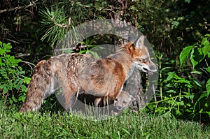 Red Fox Vixen (Vulpes vulpes) with Kit Peeking Out photo