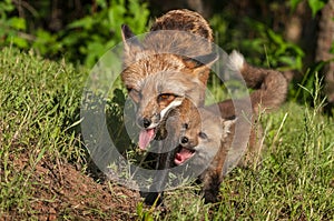 Red Fox Vixen (Vulpes vulpes) and Kit Walk Forward