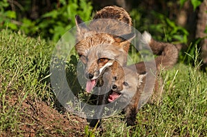 Red Fox Vixen (Vulpes vulpes) and Kit Walk Forward photo
