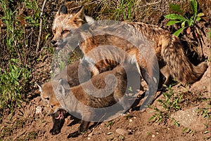 Red Fox Vixen Vulpes vulpes and Kits at Den