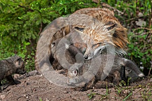 Red Fox Vixen (Vulpes vulpes) and Kits Inspect Densite