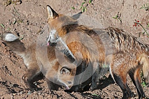 Red Fox Vixen (Vulpes vulpes) Licks Kit photo