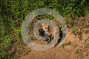 Red Fox Vixen Vulpes vulpes Licks Nose at Densite