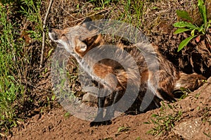 Red Fox Vixen (Vulpes vulpes) Shakes Off Dirt photo