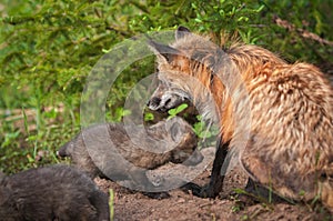 Red Fox Vixen Vulpes vulpes Sits With Kits photo
