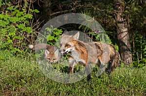 Red Fox Vixen (Vulpes vulpes) Stalked by Kit