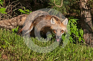Red Fox Vixen Vulpes vulpes Stalks Forward photo