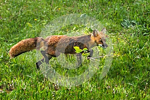 Red Fox Vixen (Vulpes vulpes) Stalks Through the Grass photo