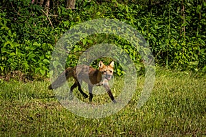 Red Fox Vixen Vulpes vulpes Trots Out Of Woods