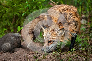 Red Fox Vixen Vulpes vulpes Turns with Kit