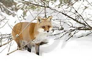 A Red fox Vulpes vulpes with a bushy tail hunting through the snow in winter in Algonquin Park, Canada