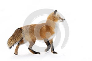 A Red fox Vulpes vulpes with a bushy tail and orange fur coat isolated on white background hunting in the freshly fallen snow in
