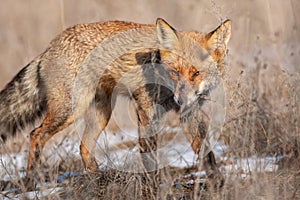Red Fox Vulpes vulpes. Close up