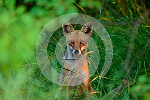 Red fox Vulpes vulpes. Close up