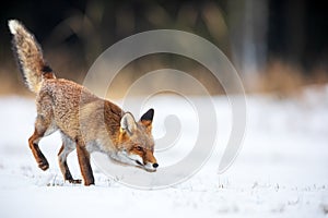 Red fox Vulpes vulpes close up