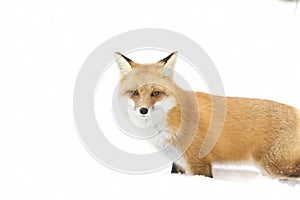 Red fox (Vulpes vulpes) with a bushy tail isolated on white background hunting in the freshly fallen snow in Algonquin