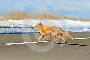 Red fox, Vulpes vulpes, crossing the road. Wildlife animal scene from nature. Urban wildlife with town and animal. Orange fox in