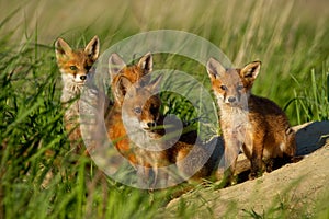 Red fox, vulpes vulpes, family near animal den.