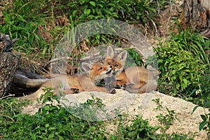 Red Fox & x28;Vulpes vulpes& x29;Germany