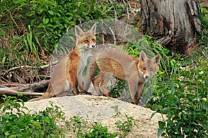 Red Fox (Vulpes vulpes)Germany