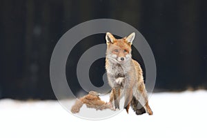 Red fox Vulpes vulpes hunting. Fox with caught hare. Hunter with prey. Orange fur coat animal in snow on forest meadow. Wildlife