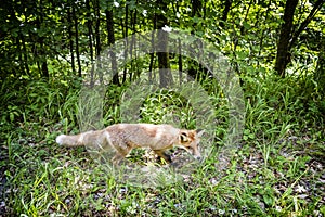 Liška obecná Vulpes vulpes, Muránská pláň, Slovensko, zvířecí scéna