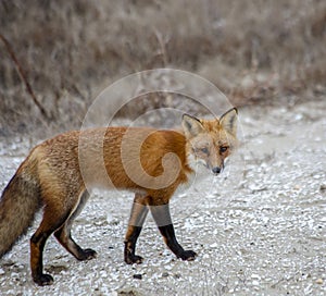 Red fox, Vulpes vulpes, out for his daily hunting trip.