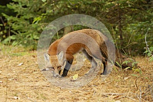 A Red fox Vulpes vulpes in pine tree forest with a bushy tail walking and looking back at my camera in the forest in autumn in A