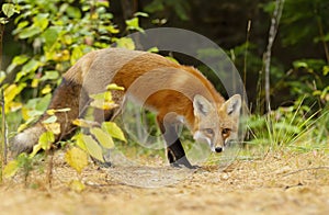 A Red fox Vulpes vulpes in pine tree forest with a bushy tail walking and looking back at my camera in the forest in autumn in A