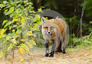 A Red fox Vulpes vulpes in pine tree forest with a bushy tail walking and looking back at my camera in the forest in autumn in A