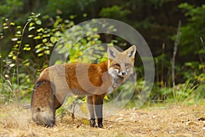 A Red fox Vulpes vulpes in pine tree forest with a bushy tail walking and looking back at my camera in the forest in autumn in A