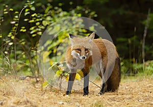 A Red fox Vulpes vulpes in pine tree forest with a bushy tail walking and looking back at my camera in the forest in autumn in A