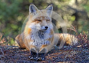 A Red fox Vulpes vulpes in pine tree forest lying down in Algonquin Park, Canada