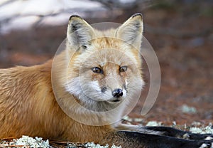 A Red fox Vulpes vulpes in pine tree forest lying down in Algonquin Park, Canada