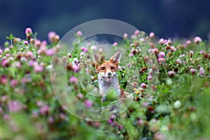 The red fox vulpes vulpes pokes his head out of the purple clover flowers. Portrait of a fox peeping out of a clover field