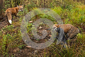 Red Fox Vulpes vulpes and Silver Fox Squabble While Third Watches Autumn photo