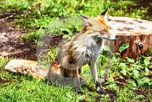 Liška obecná vulpes vulpes sedí v zelené trávě v lese