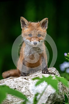 Red fox, vulpes vulpes, small young cub in forest. Cute little wild predators in natural environment