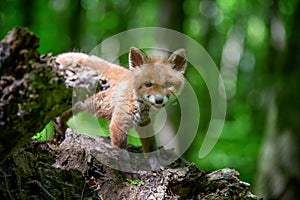 Red fox, vulpes vulpes, small young cub in forest. Cute little wild predators in natural environment