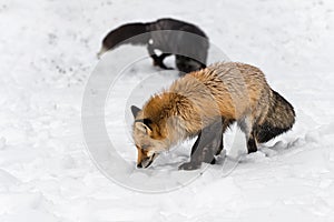 Red Fox (Vulpes vulpes) Sniffs in Foreground Silver in Background Winter