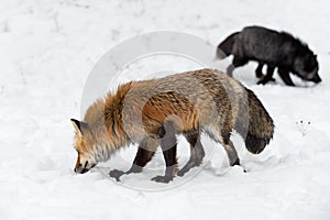 Red Fox (Vulpes vulpes) Sniffs Left Silver in Background Winter