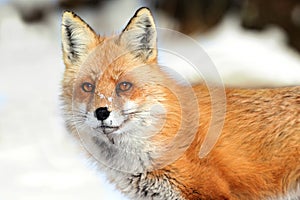 Red Fox (vulpes)