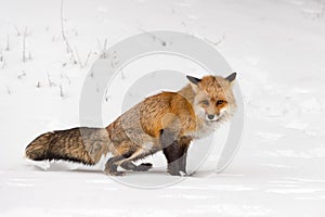 Red Fox Vulpes vulpes Squats to Urinate Scent Marking Snow Winter photo