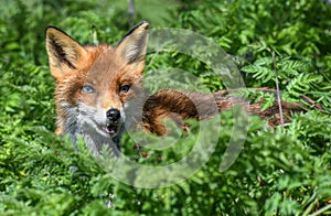 Red Fox -  Vulpes vulpes in undergrowth photo
