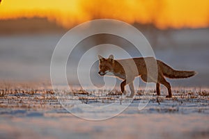 Red fox Vulpes vulpes